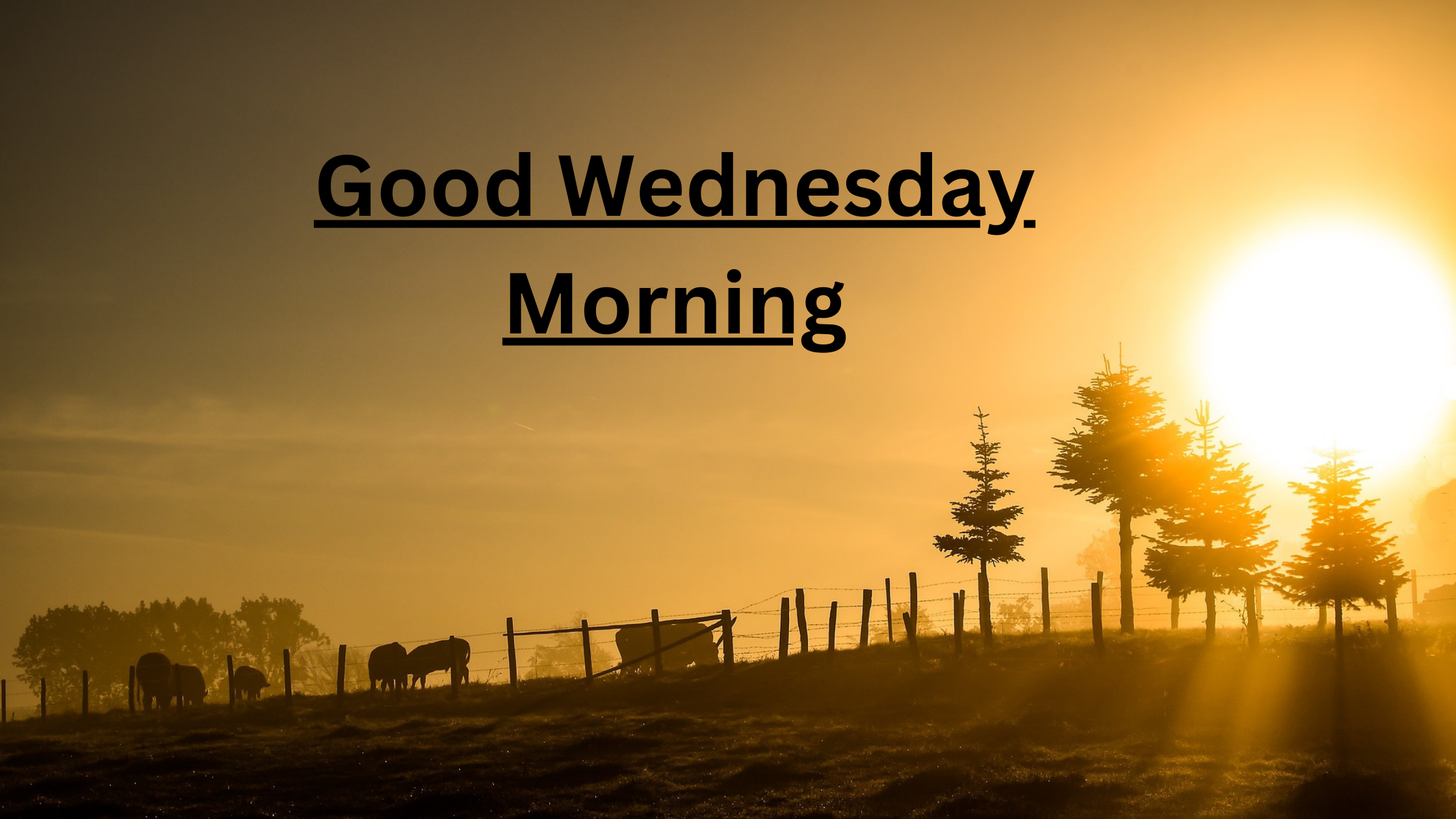 Read more about the article Good Wednesday Morning